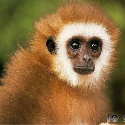 I am interested in supporting animal welfare and the products that help that cause!!