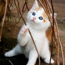 :(ÖZLEM LOVE 3:)