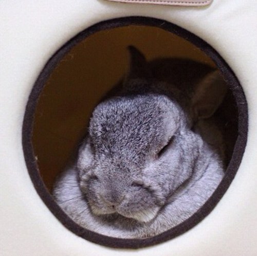 kekota_'s profile picture. うさぎと生活をする中高年です。 モットーは、オイラより痩せている人に近づかないことです。