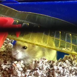 Hamsteralcoholist | Raketbouwer | Label bevestiger | ACAB | Pjotr de Hamster | Eindhoven | Yth in wording