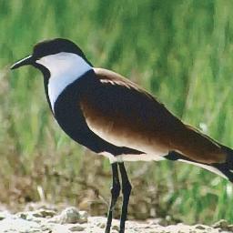 kaveci_ali's profile picture. Ekonomi, Borsa