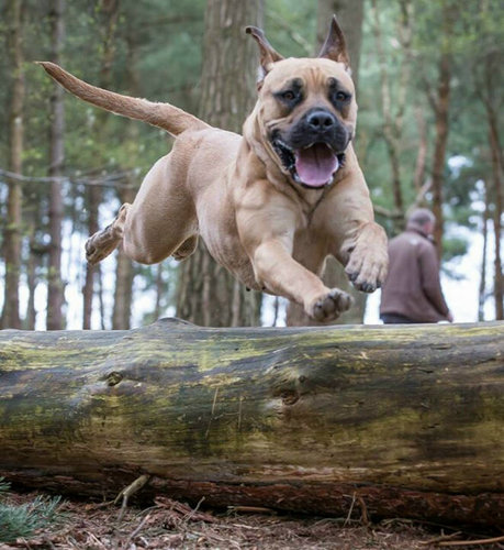 Breeders of the amazing boerboels. Sire and Dam both SABT elite scoring. Sire is British Champion.