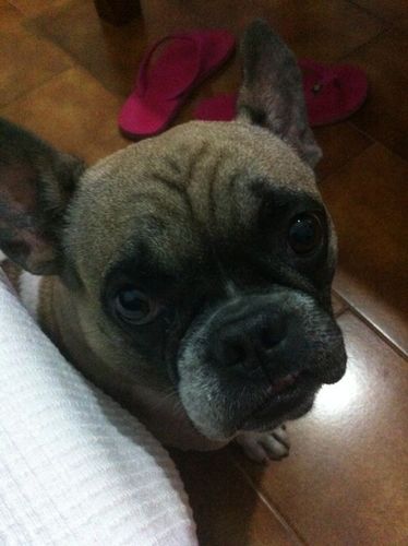 mi madre es una perra y mi padre es un perro y yo como le he salido a mi madre pues soy una perra ¿queda claro?