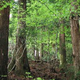 rosetea_'s profile picture. なるほどね