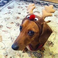 Rachel (@dachshund18) 's Twitter Profile