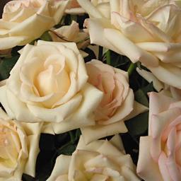 schmitl's profile picture. I am a Mom to three sons,And NOW a Grandma :D. i   have 2 dogs  one  is  expecting  she is a  jack russell   dachshun  mix  the   dad is a  jack  russell, pom