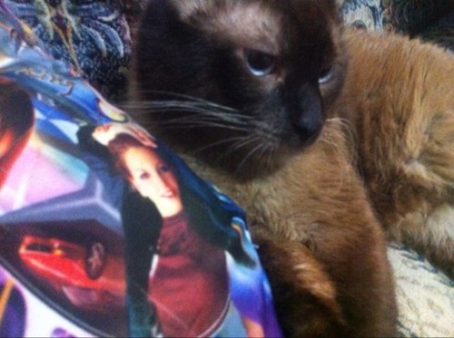 amare le altre gattine siamesi e thai e tabby blue point
