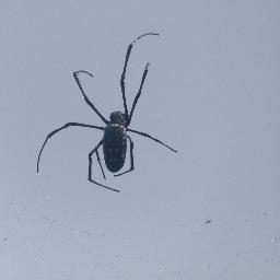 AmishDaveArcher's profile picture. I'm 38.  Love sports.  I collect baseball cards of Josh Johnson & Dennis Northcutt.  MST3K and The Simpson's = ⭐⭐⭐⭐⭐.  I wish I owned the Rowsdowermobile 🍺☀️