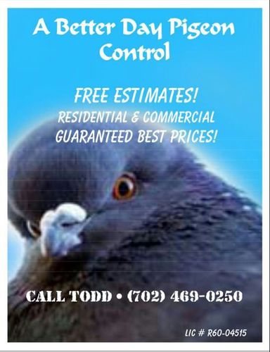 LvPigeoncontrol's profile picture. Pigeon Control For The Greater Las Vegas area!!