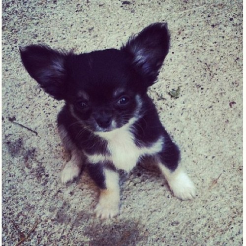 Gucci, chien de @sonjassofficiel candidate en or de Secret Story saison 7, qui pour moi est la gagnante. Je follow back ;)