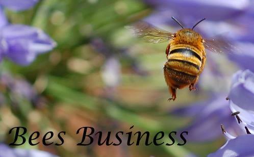 Bees Business is dedicated to providing information and education about the native bees of Australia whether social or solitary.