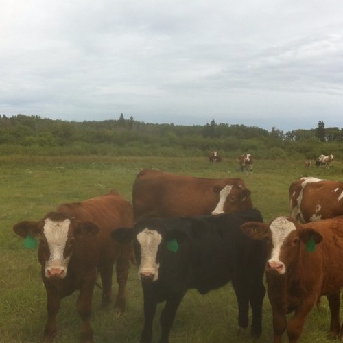 9_birdman's profile picture. I have nothing to say and I'm only going to say it once!