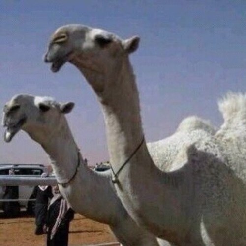 ‏حساب بيع - شراء - استشاره - للجميع الفئات الأبل       للتواصل 0532444490