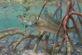 SNOOK FISHING