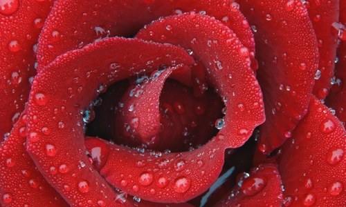 AreejAljehani95's profile picture. أحب ال ✈️ والتأمل وال 📸 وال✍🏻 ..… لذا ستجدون شيئًا من رحلات وبعضًا من تأملات وجزءًا من خواطر وأحيانًا تهكُّم 🌹