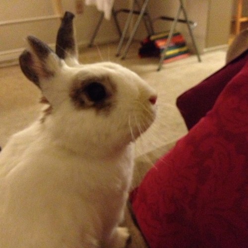 Free-range rescue bunny living an awesome life.