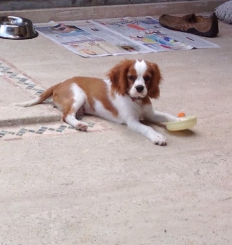 Turkey_dogs's profile picture. 