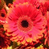 Naoko Osada (@naokoosada) Twitter profile photo