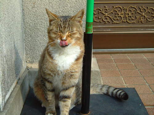 jailer100's profile picture. ・アニメ・ゲーム ・音楽（演奏する方でなく聴く方） ・読書（漫画小説両方） ・バドミントン ・猫 が好きです。 どれか１つでも引っかかった方、気軽にフォローして下さい。  好きなアニメ:カウボーイビバップ・好きな音楽:ロック、ヘヴィメタル、同人音楽・好きな小説家:伊坂幸太郎、恩田陸、好きなバドの選手:ピータ・ゲート