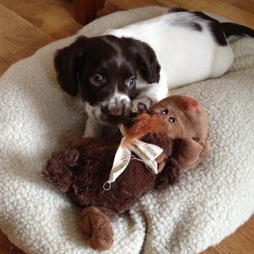 Im a Sprocker Spaniel called Jasper. I'm just 1 year old now. Follow me to see what happens as i try to drive my owners crazy! Nottingham