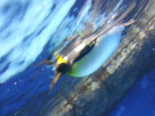 honapiyorisvm's profile picture. ぬほほっ。どーでもいいっ。まあいっか精神v(・∀・*)痩せて、お金貯めて幸せ吸収中★★…!