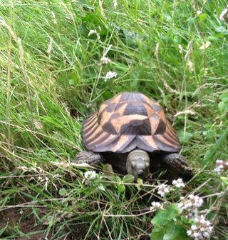 I'm Oscar the tortoise living the life of luxury I follow all back but I'm a bit slow #reptilefollowback #teamfollowback