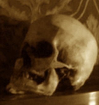 A Skull Owned By @DivergentGenius . Come near him and i'll bite you.... That is all.