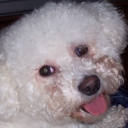 A free-thinking, abnormally large Bichon pup with a passion for rich foods and walks in the Berkshire countryside. YOBO (You Only Bichon Once)