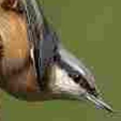 A virtual Group supporting ringing in your historic County for @__COO. Conserving species and their habitat through scientific study.