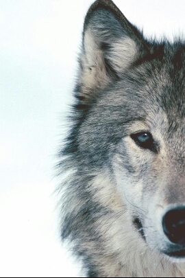 ToI3eStrong's profile picture. @justinbieber Thank you for Following me. *.* ι ℓσνє уσυ. . Followed on 22.7.2012! :* ƒσℓℓσω мє ! ⒶⓈⓀ ⒻⓄⓇ ⒻⓄⓁⓁⓄⓌ ⒷⒶⒸⓀ #swissbelieber мυαн :*