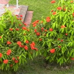 Former Deputy General Manager, BSCIC, Bangladesh.