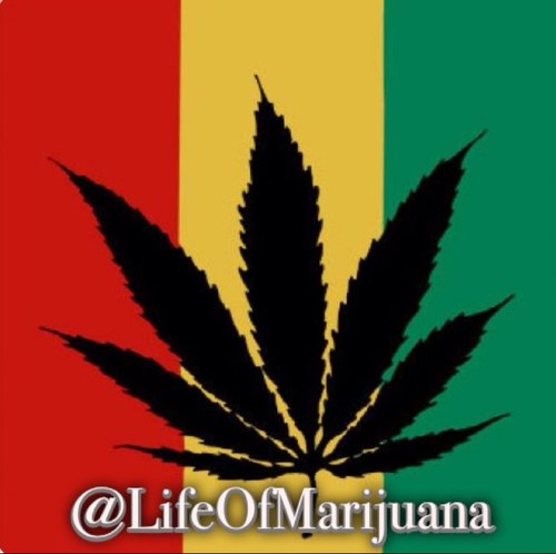 (This bio was written while baked af) All tweets tweeted while stoned or straigt turnt. Find us on Instagram @LifeOfMarijuana ~use #MarijuanaLife to get RT/ Fav