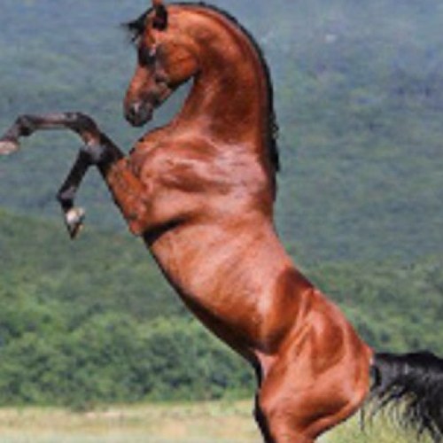 ElibaniMr Profile Picture