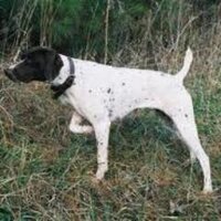 Shane Herklotz (@coachbirddog) 's Twitter Profile Photo