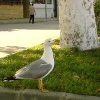 duran a. (@duranium) 's Twitter Profile