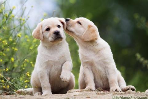 Labradors are one of the best pets! Even some of us consider them as our family members. We love Labradors as our own family!