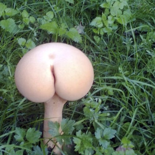 Just a 14 yr old idiot mushroom that draws stuff.
I dont wear panties....i wear PUN-ties ヽ(;▽;)ノ my puns are not lame~~