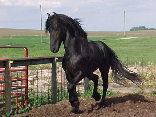 LCijs's profile picture. •Ghost of Sweeden ~ •Friesians