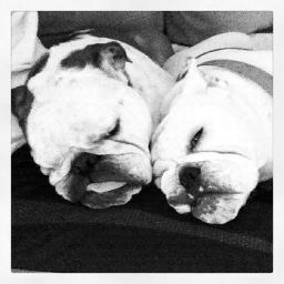 Two bulldogs. One neurotic and stubborn (Edith) and one crazy and non-stop (Pearl). Both adorable, fun and best of friends.