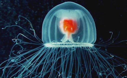 Meduse