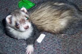 FerretyClock's profile picture. Both a clock and a ferret. Beep beep! Dook dook! Official alarm clock twitter account for FireFerrets.