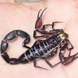 Especialista en Toxinas de origen animal. Intereses: biogeografía, filogenia, evolución