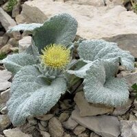 PlantPop Ecology (@plantpopeco_esa) 's Twitter Profile