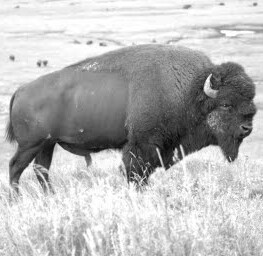 _nativedesign's profile picture. hand built furnishings and furniture.