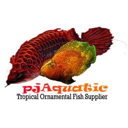 We are tropical ornamental fish supplier/exporter.
For inquiry contact us on
Whatsapp:+628997580830
Line:pjaquatic
Blackberry Pin:233c3b89