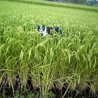 しっそこ (@sissssssssssoco) 's Twitter Profile