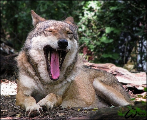 Cock a doodle woof!! Ow ow ow doodle doo! Rooster wolf noises!
Team WeasleyisourKingLovesDidNotSoMuchFall is quite alarmed.