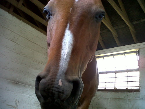 A blog for all things horse.