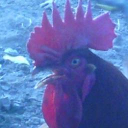 DanielGlaysher's profile picture. Pimp Hoe Rap N& Poppy  Seed Farmer since 1985 beat a drum through my subwoofers am legal minister in good peaceful standing since 1985 cannabis for everybody