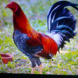 Gallero de nacimiento y apasionado. Por ellos doy mi vida.🐓🐣🐔. La muerte está garantizada, vivir a partir de este momento No tiene garantía.. 🐃Mi signo.